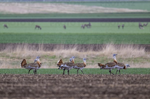 Several great bustards (Otis tarda) in a field, cockerels, Lower Austria, Austria, Europe