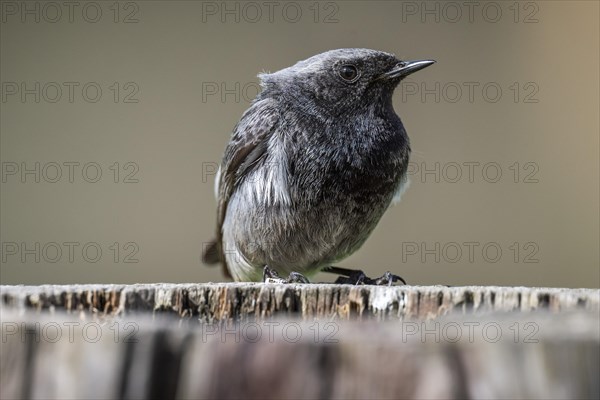 Black redstart (Phoenicurus ochruros), young bird, sitting on a tree trunk, Stuttgart, Baden-Wuerttemberg, Germany, Europe