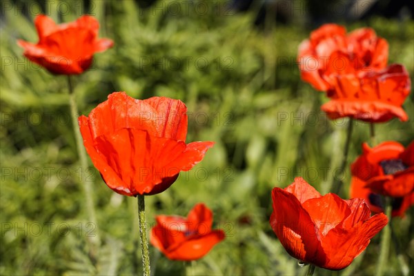 Poppy flowers (Papaver rhoeas), Baden-Wuerttemberg, Germany, Bright red poppies in full bloom against a blurred green background, poppy flowers (Papaver rhoeas), Baden-Wuerttemberg, Germany, Europe