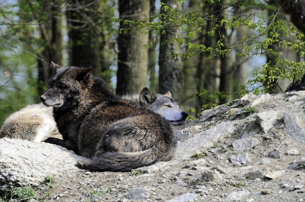 Mackenzie valley wolf (Canis lupus occidentalis), Captive, Germany, Europe, Two sleeping wolves resting on a rocky outcrop, surrounded by greenery, Tierpark, Baden-Wuerttemberg, Europe