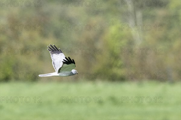 Hen harrier (Circus cyaneus) flying, Emsland, Lower Saxony, Germany, Europe