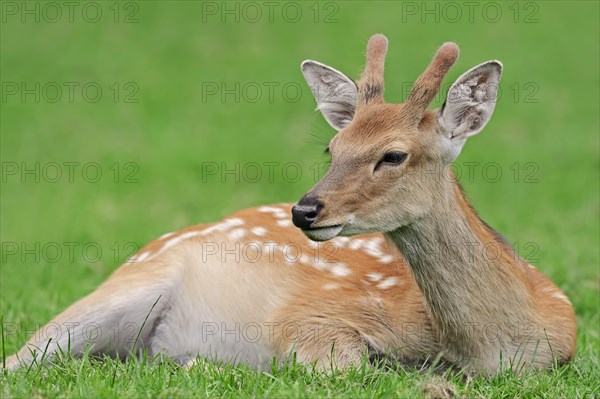 Manchurian sika deer (Cervus nippon hortulorum) with velvet antlers in summer, captive, Germany, Europe