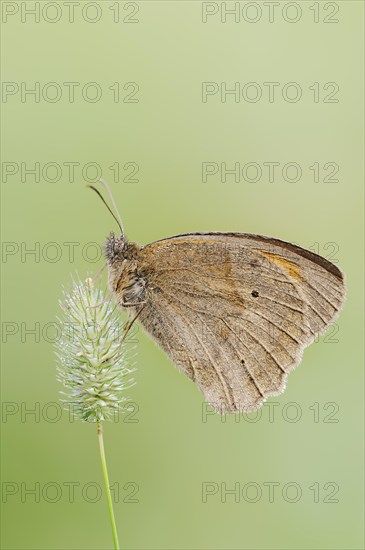 Meadow brown (Maniola jurtina), North Rhine-Westphalia, Germany, Europe