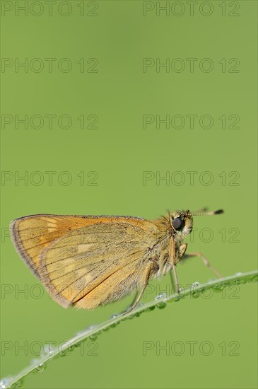 Rusty-coloured Fritillary (Ochlodes sylvanus, Augiades sylvanus), North Rhine-Westphalia, Germany, Europe