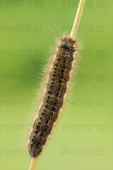 Drinker moth (Euthrix potatoria), caterpillar, North Rhine-Westphalia, Germany, Europe