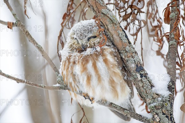 Northern saw-whet owl (Aegolius acadicus), perched on a tree after a snowfall, forest of Yamachiche, province of Quebec, Canada, AI generated, North America