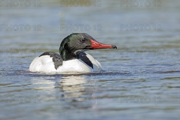 Common merganser (Mergus merganser), male swimming and watching, La Mauricie national park, province of Quebec, Canada, AI generated, North America