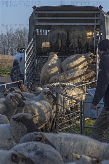 Shepherd loading blackface domestic sheep (Ovis gmelini aries) into a double-decker livestock trailer, Mecklenburg-Western Pomerania, Germany, Europe