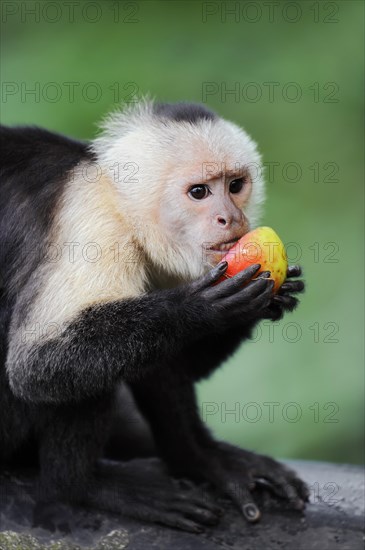 White-shouldered capuchin monkey or white-headed capuchin (Cebus capucinus), feeding, captive, occurring in South America