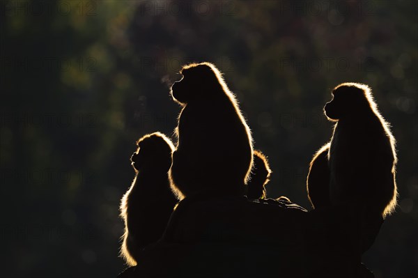 Djelada or gelada baboon (Theropithecus gelada), female in backlight, captive, occurrence in Ethiopia