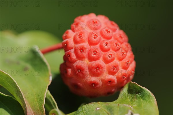 Japanese flowering dogwood (Cornus kousa), fruit, native to Asia, ornamental plant, North Rhine-Westphalia, Germany, Europe