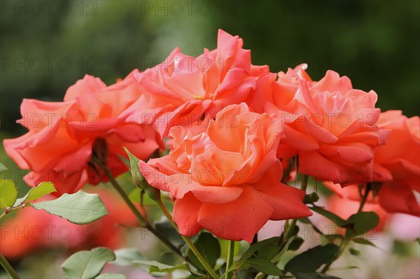 Garden rose or rose 'Salzajubilaeum' (Rosa hybrida), flower, ornamental plant, North Rhine-Westphalia, Germany, Europe
