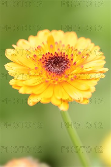 Marigold or garden marigold (Calendula officinalis), flower, North Rhine-Westphalia Germany