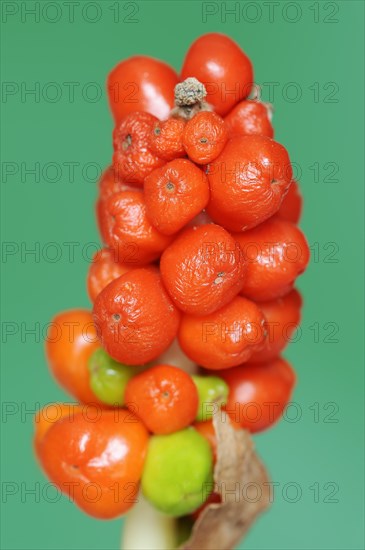 Common arum (Arum maculatum), fruit stand with ripe berries, North Rhine-Westphalia, Germany, Europe