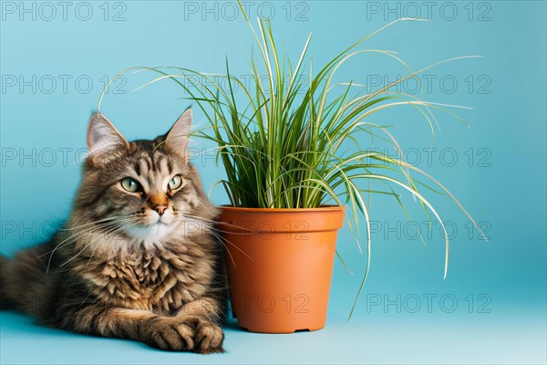 Tabby cat next to potted grass 'Cyperus Zumula' used for cats to help them throw up hair balls. KI generiert, generiert, AI generated