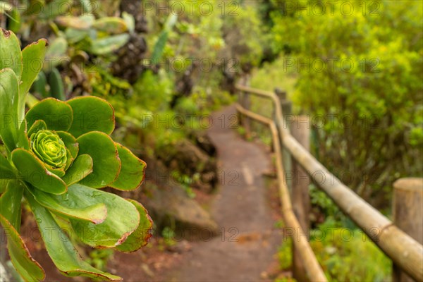 Beautiful walking path in the Laurisilva forest of Los tilos de Moya, Gran Canaria