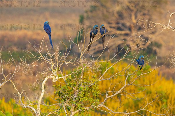 Hyacinth Macaw (Anodorhynchus hyacinthinus) Pantanal Brazil