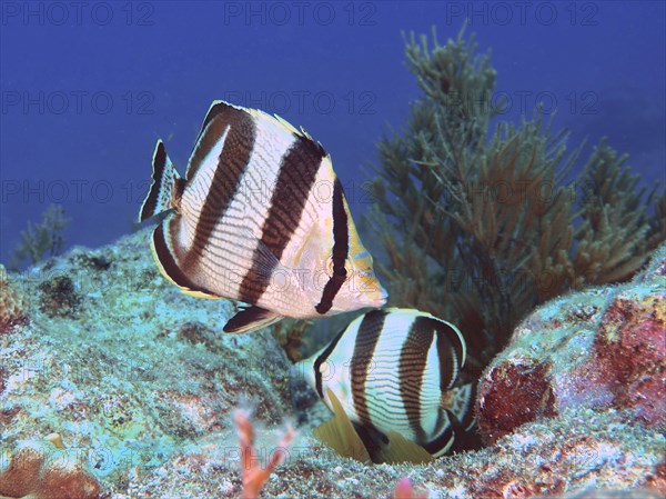 Pair of banded butterflyfish (Chaetodon striatus), dive site John Pennekamp Coral Reef State Park, Key Largo, Florida Keys, Florida, USA, North America