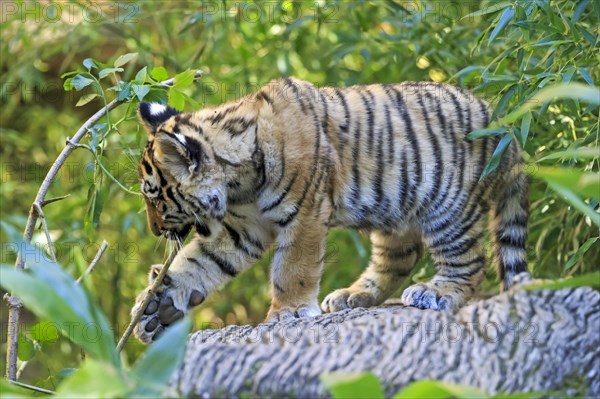 A tiger young explores the forest and climbs over a tree trunk, Siberian tiger, Amur tiger, (Phantera tigris altaica), Cubs