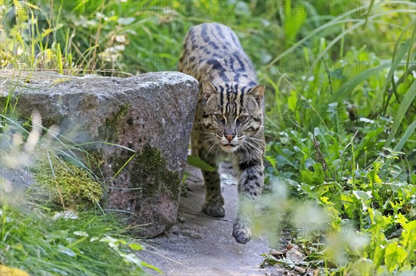 Wildcat sneaking out from behind a stone, surrounded by green vegetation, fishing cat (Prionailurus viverrinus)