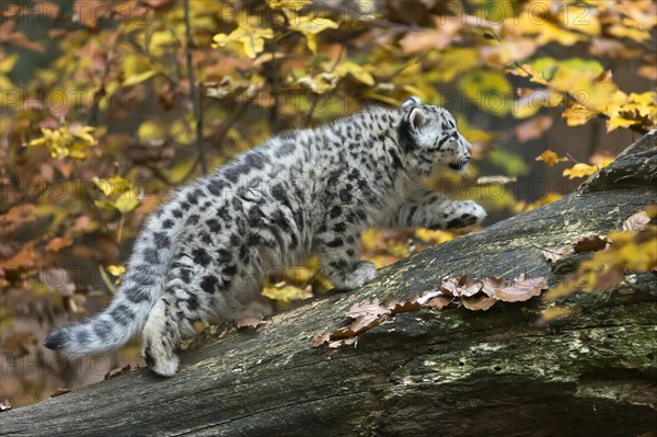 A snow leopard cautiously exploring a tree trunk in the middle of an autumnal forest, snow leopard, (Uncia uncia), young