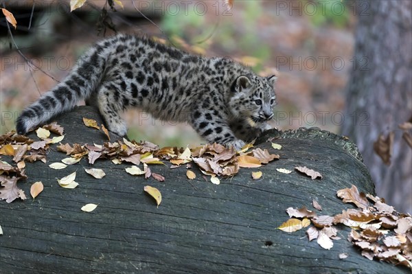 A young snow leopard balancing on a tree trunk surrounded by autumn leaves, snow leopard, (Uncia uncia), young