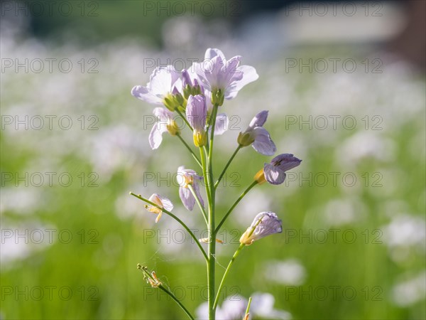 Cuckoo flower (Cardamine pratensis), Leoben, Styria, Austria, Europe