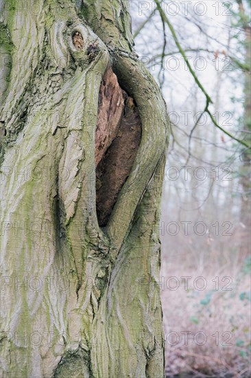 Deadwood structure Cave in deciduous forest, cave with lateral overhangs, important habitat for insects and birds, North Rhine-Westphalia, Germany, Europe