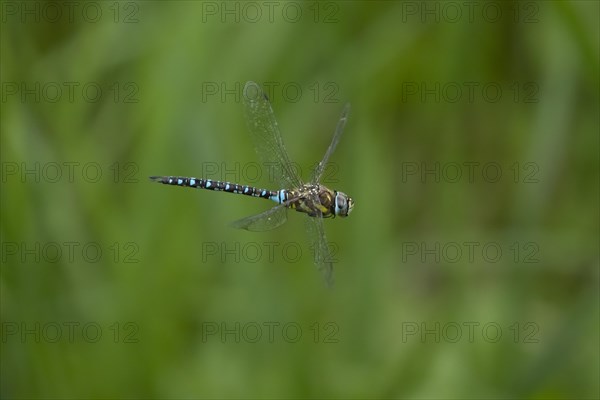 Migrant hawker dragonfly (Aeshna mixta) adult in flight in summer, Suffolk, England, United Kingdom, Europe