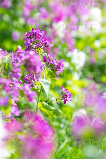 A colourful flower bed with purple, pink and white flower-bed, annual honesty (Lunaria annua) or garden silverleaf, Judas silverleaf, Judas penny, silver thaler, violet or garden moon violet, fresh green leaves, garden, spring, springtime, close-up, macro shot, detail shot, purple flower-bed in focus with a very blurred, sunny day, Allertal, Lower Saxony, Germany, Europe
