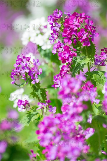 Vivid purple and white flowers with green leaves in daylight, Allertal, Lower Saxony, Germany, Europe