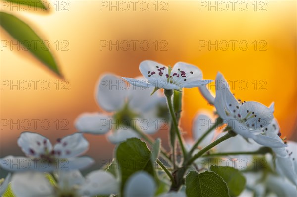 Blossom before sunrise, pear tree (Pyrus), pome fruit tree (Pyrinae), meadow orchard, spring, Langgassen, Pfullendorf, Linzgau, Baden-Wuerttemberg, Germany, Europe