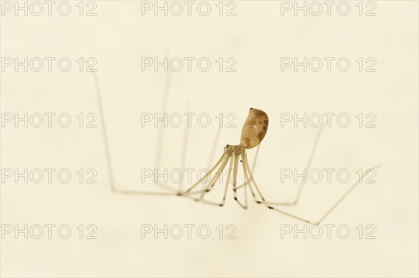 Long-legged cellar spider (Pholcus phalangioides), North Rhine-Westphalia, Germany, Europe