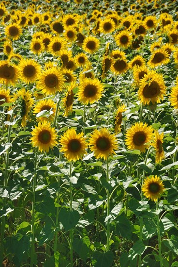 Sun flower field