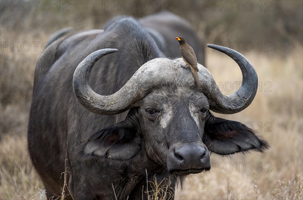 African buffalo (Syncerus caffer caffer) with yellowbill oxpecker (Buphagus africanus), in dry grass, animal portrait, Kruger National Park, South Africa, Africa