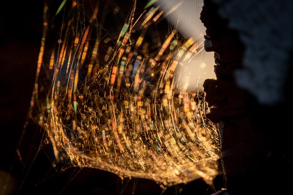 Spider web in the evening light, Norway, Europe
