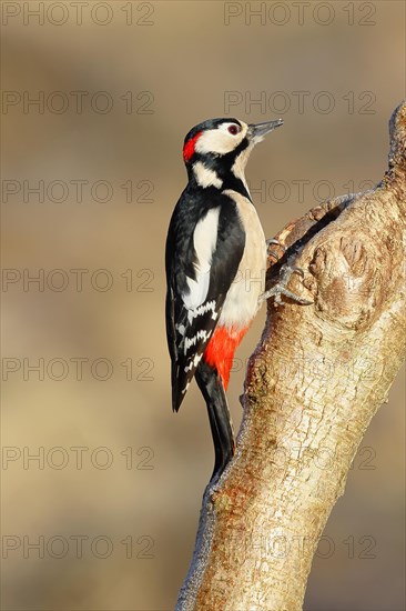 Great spotted woodpecker (Dendrocopos major) male sitting at a water pot in a tree trunk to search for food, Animals, Birds, Woodpeckers, Wilnsdorf, North Rhine-Westphalia, Germany, Europe