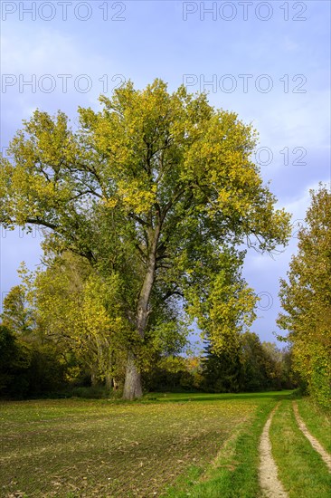 Mighty tree in a meadow in autumn, rural surroundings with dirt road near Ehingen an der Donau, Baden-Wuerttemberg, Germany, Europe