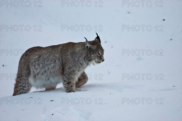Eurasian lynx (Lynx lynx) in deep snow in the Bavarian Forest open-air enclosure, Bavaria, Germany, Europe