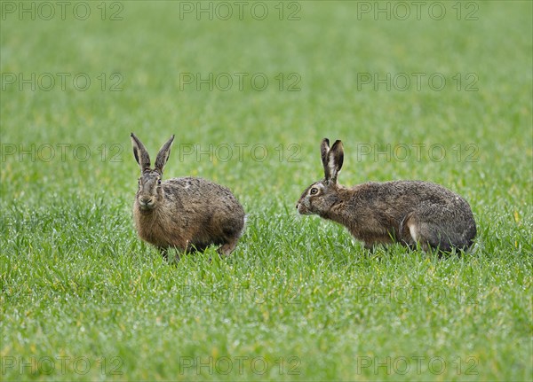 European hares (Lepus europaeus), two hares sitting on a grain field, wildlife, Thuringia, Germany, Europe