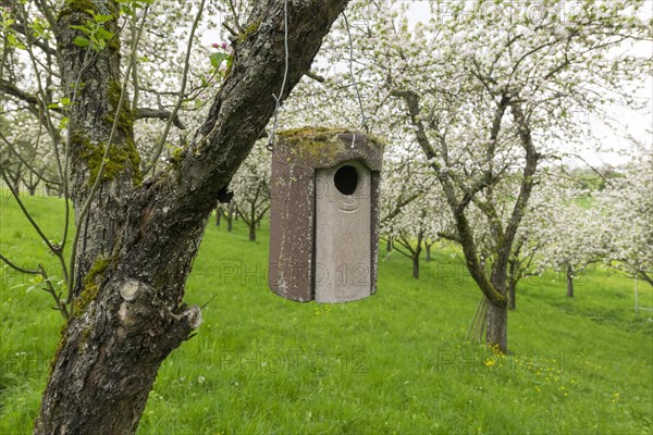 Nesting box for songbirds, meadow orchard, flowering apple trees, Baden, Wuerttemberg, Germany, Europe