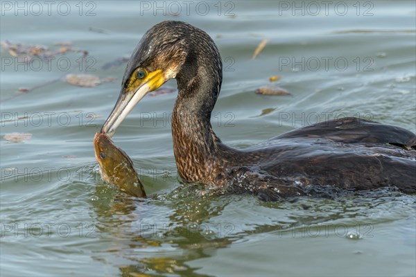 A large eel tries to escape from a large great cormorant (Phalacrocorax carbo)