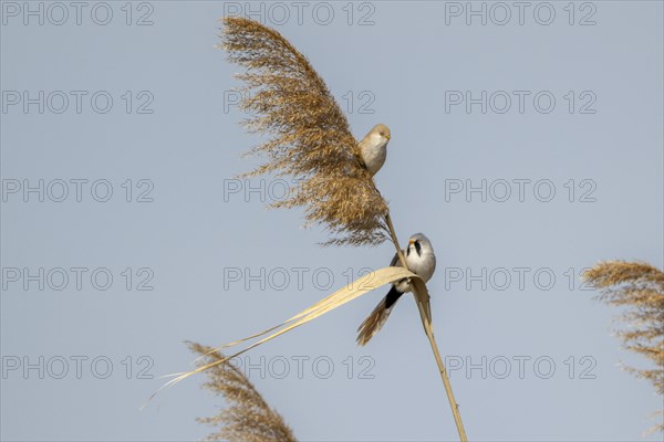 Bearded reedlings (Panurus biarmicus), sitting in the reeds, Neusiedler See-Seewinkel National Park, Burgenland, Austria, Europe