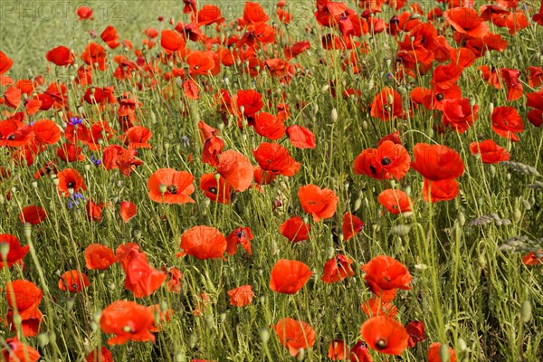 Poppy flowers (Papaver rhoeas), Baden-Wuerttemberg, Bright red poppies dominate this summer landscape, poppy flowers (Papaver rhoeas), Baden-Wuerttemberg, Germany, Europe