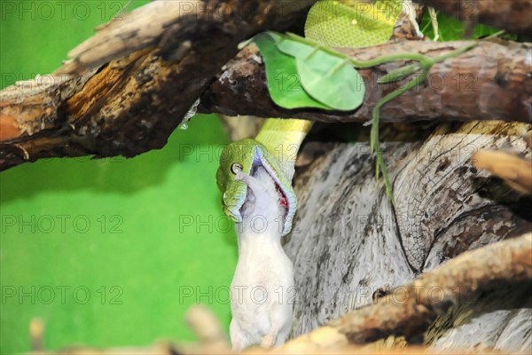 Green tree python (Chondropython viridis), feeding, Captive, A green snake is catching a mouse on a tree, zoo, Bavaria, Germany, Europe