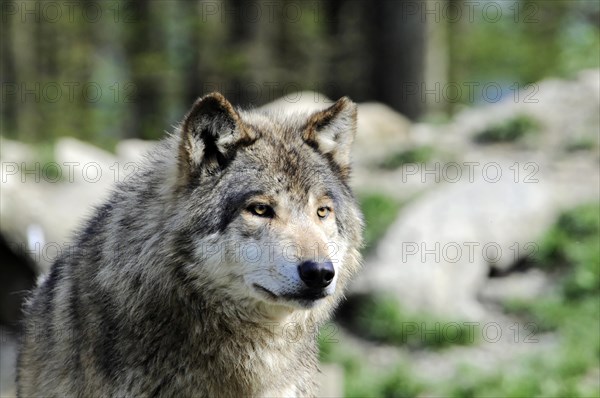 Mackenzie valley wolf (Canis lupus occidentalis), Captive, Germany, Europe, Close-up of a wolf looking attentively and calmly into the camera, Tierpark, Baden-Wuerttemberg, Europe