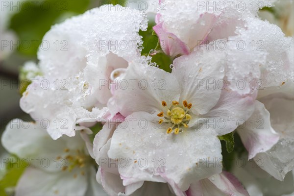 Apple blossom with snow, apple tree (Malus), pome fruit tree (Pyrinae), meadow orchard, spring, Goeggingen, Krauchenwies, Upper Danube nature park Park, Baden-Wuerttemberg, Germany, Europe