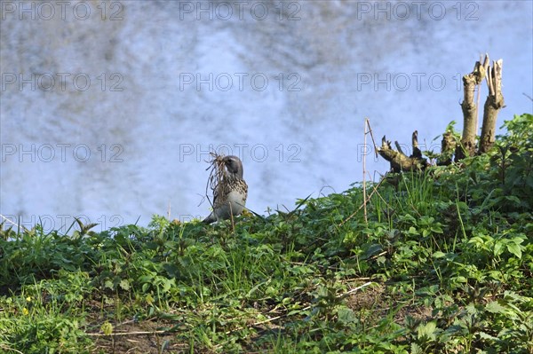 Thrush with nesting material on the banks of the Danube, Bavaria, Germany, Europe