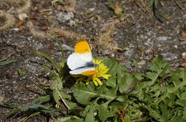 Orange tip butterfly (Anthocharis cardamines), spring, Germany, Europe