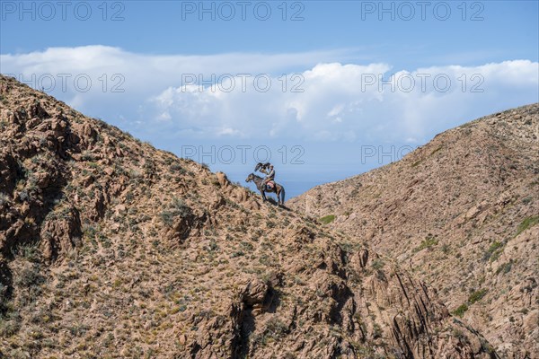 Traditional Kyrgyz eagle hunter riding with eagle in the mountains, hunting on horseback, near Bokonbayevo, Issyk Kul region, Kyrgyzstan, Asia